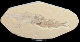 Knightia Fossil Fish Plate #10896-3